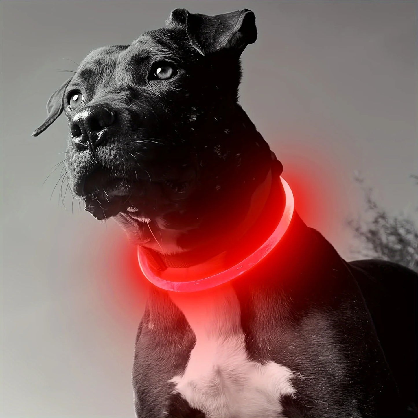 GlowPup™ | LED Halsband (1+1 gratis)